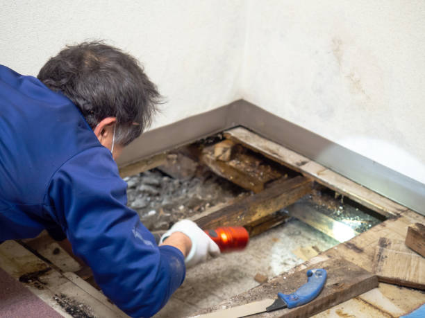 Best Insurance-Related Mold Remediation in Boulder City, NV