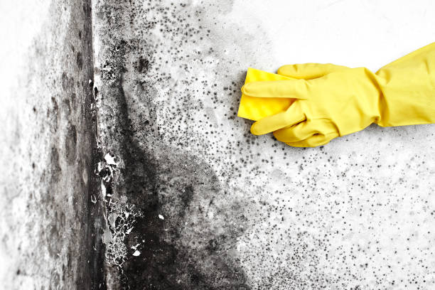 Best Industrial Mold Remediation in Boulder City, NV