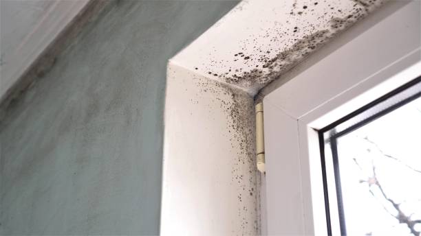 Best Residential Mold Remediation in Boulder City, NV