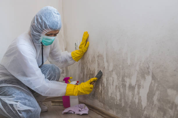 Best Emergency Mold Remediation in Boulder City, NV