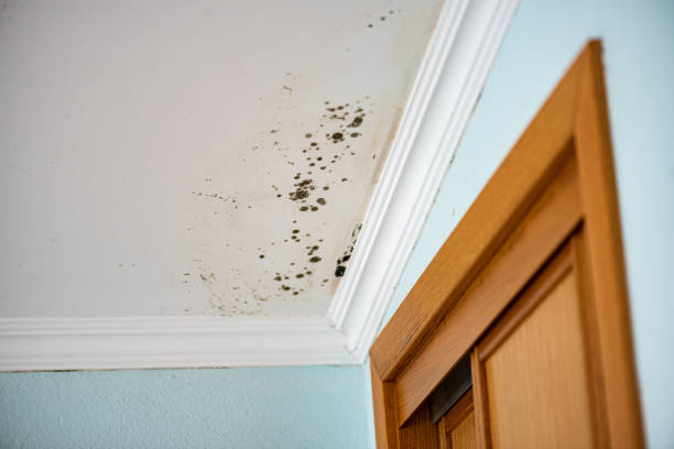 Best Preventive Mold Services in Boulder City, NV