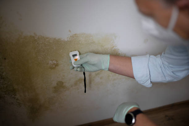 Best Commercial Mold Remediation in Boulder City, NV