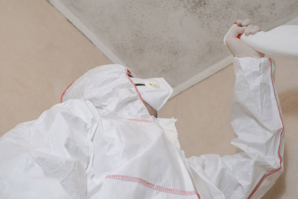 Best Residential Mold Remediation in Boulder City, NV