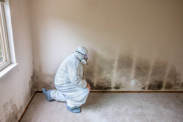 Best HVAC Mold Remediation in Boulder City, NV