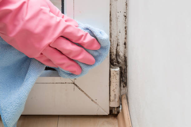 Best Mold Remediation for Schools in Boulder City, NV