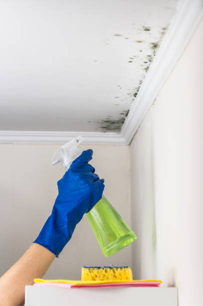 Best Residential Mold Remediation in Boulder City, NV